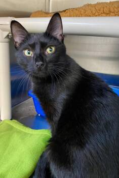 Roku -  Domestic Short Hair Cat for Adoption in Fargo, North Dakota - Roku | PetCurious