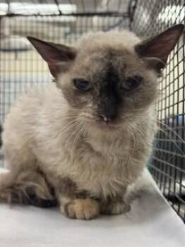 SIA -  Siamese Cat for Adoption in Doral, Florida - SIA | PetCurious