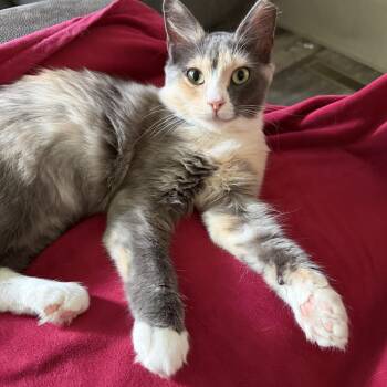 Mira -  Domestic Medium Hair Cat for Adoption in Houston, Texas - Mira | PetCurious