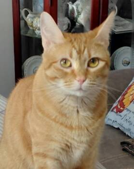 Sara -  Domestic Short Hair Cat for Adoption in Centerville, Georgia - Sara | PetCurious