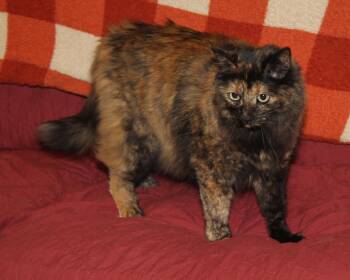 Georgia (Spayed) (Photos October 15th 2026) (Currently at WeLovP -  Tortoiseshell and Domestic Long Hair Cat for Adoption in Marietta, Ohio - Georgia (Spayed) (Photos October 15th 2026) (Currently At WeLovP | PetCurious