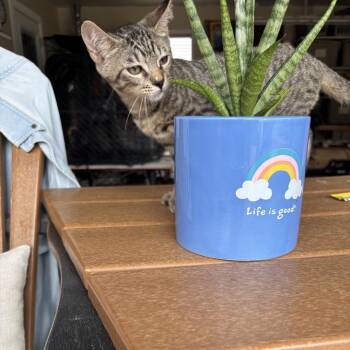 Harley -  Domestic Short Hair Cat for Adoption in League City, Texas - Harley | PetCurious