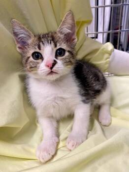 Domestic Short Hair Cats Available for Adoption - Hershey | PetCurious