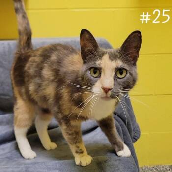 Domestic Short Hair Cats Available for Adoption in Parkersburg, West Virginia - Q-Tip | PetCurious