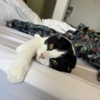 Scottish Fold Cats Available for Adoption in Spokane, Washington - Pierre | PetCurious