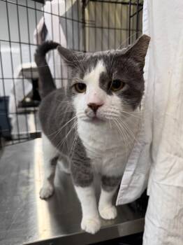 Rescue Domestic Short Hair Cats for Adoption in Levittown, Pennsylvania - Smooch | PetCurious