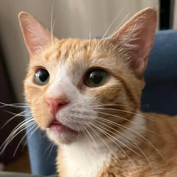Annie -  Domestic Short Hair Cat Available for Adoption - Annie | PetCurious