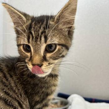 Cuddles -  Domestic Short Hair Cat for Adoption in Pittsburgh, Pennsylvania - Cuddles | PetCurious