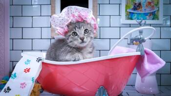 Minnie -  Domestic Short Hair Cat for Adoption in Lucas, Texas - Minnie | PetCurious