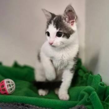 Dot -  Domestic Short Hair Cat for Adoption in Riverside, California - Dot | PetCurious