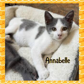 Anabelle -  Domestic Short Hair Cat for Adoption in Red Lodge, Montana - Anabelle | PetCurious