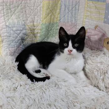 Tuxedo Cats Available for Adoption in Hood River, Oregon - Xinder | PetCurious