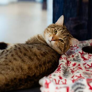 Domestic Short Hair Cats Available for Adoption in Warwick, Rhode Island - Woonsocket Spirit Cats! | PetCurious
