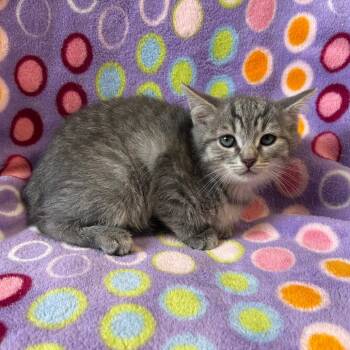 Frosty -  Domestic Short Hair Cat for Adoption in Mt. Juliet, Tennessee - Frosty | PetCurious