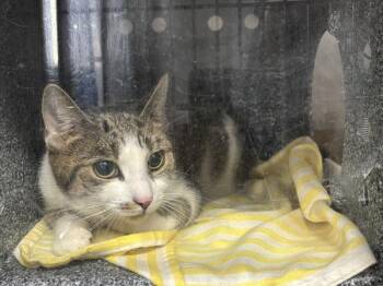 Buttercup Cake Batter -  Domestic Short Hair Cat for Adoption in New York, New York - Buttercup Cake Batter | PetCurious