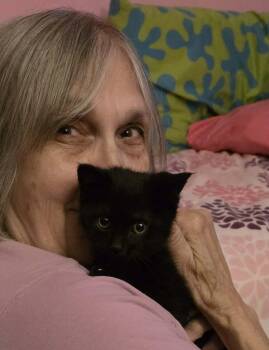 Muffin -  Domestic Short Hair Cat for Adoption in Grand Rapids, Michigan - Muffin | PetCurious