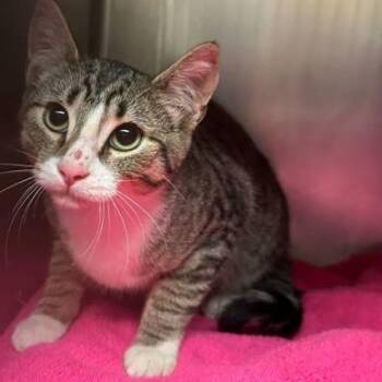 Scitter -  Domestic Short Hair Cat for Adoption in Bellingham, Washington - Scitter | PetCurious