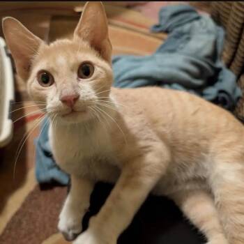 Stanley Yelnats -  Domestic Short Hair Cat for Adoption in Austin, Texas - Stanley Yelnats | PetCurious