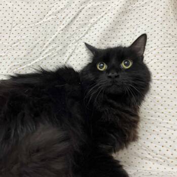 Rescue Domestic Medium Hair Cats for Adoption in Lyndhurst, Virginia - Tyrese | PetCurious