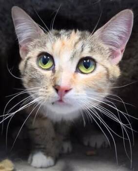 Domestic Short Hair Cats Available for Adoption in Anchorage, Alaska - THUMBELINA | PetCurious