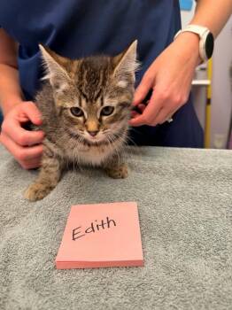 Edith Kit -  Domestic Short Hair Cat for Adoption in Vancouver, Washington - Edith Kit | PetCurious