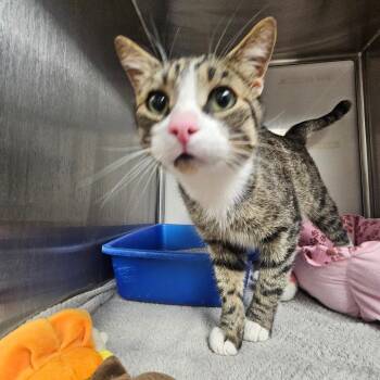 Domestic Short Hair Cats Available for Adoption in Grantsville, Utah - Rudy | PetCurious