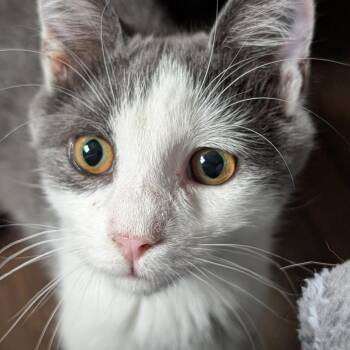 Zelle -  Domestic Short Hair Cat for Adoption in Gibsonia, Pennsylvania - Zelle | PetCurious