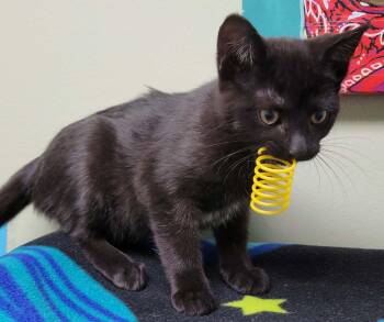 Domestic Short Hair Cats Available for Adoption - Sunbeam | PetCurious