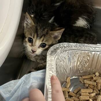 Spinach -  Domestic Short Hair Cat for Adoption in Greensboro, North Carolina - Spinach | PetCurious