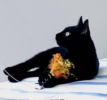 Seven -  Domestic Short Hair Cat for Adoption in Melville, New York - Seven | PetCurious
