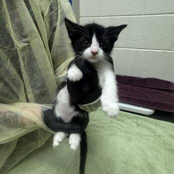 Kristoff -  Domestic Short Hair Cat for Adoption in Murray, Utah - Kristoff | PetCurious