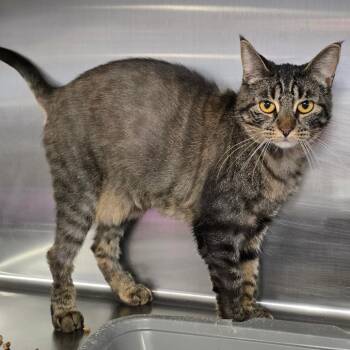 Domestic Short Hair Cats Available for Adoption in Spokane, Washington - Ava | PetCurious