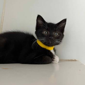 Maggie -  Domestic Short Hair Cat Available for Adoption in Oakland, California - Maggie | PetCurious
