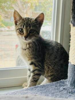 Iris -  Domestic Short Hair Cat for Adoption in Gillette, Wyoming - Iris | PetCurious