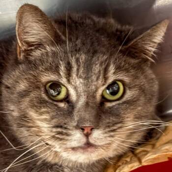 Rapunzel -  Domestic Short Hair Cat for Adoption in Kennebunk, Maine - Rapunzel | PetCurious
