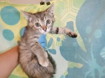 GAIA -  Domestic Short Hair Cat for Adoption in San Jose, California - GAIA | PetCurious