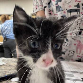 Vivian - 042903U -  Domestic Short Hair Cat for Adoption in Tupelo, Mississippi - Vivian - 042903U | PetCurious