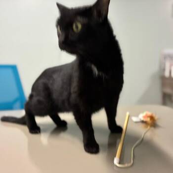 Selia -  Domestic Short Hair Cat for Adoption in Shelbyville, Indiana - Selia | PetCurious