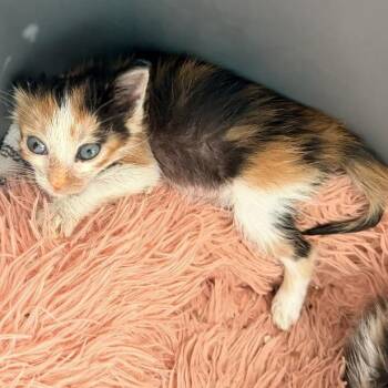 Callie -  Domestic Short Hair Cat for Adoption in Layton, Utah - Callie | PetCurious