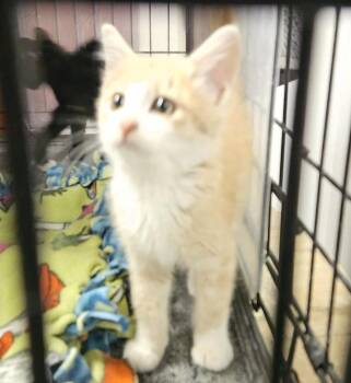 Pringles -  Domestic Short Hair Cat for Adoption in St. Cloud, Minnesota - Pringles | PetCurious