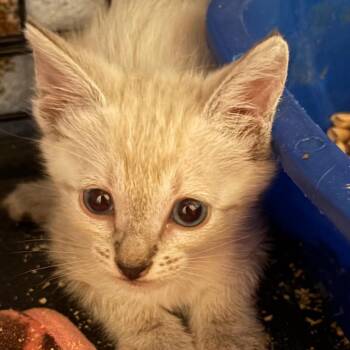 Beatrix -  Siamese and Domestic Short Hair Cat for Adoption in Calimesa, California - Beatrix | PetCurious