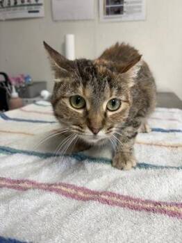 Domestic Short Hair Cats Available for Adoption in San Antonio, Texas - Loaf | PetCurious