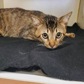 Frodo -  Domestic Short Hair Cat for Adoption in Lake Jackson, Texas - Frodo | PetCurious