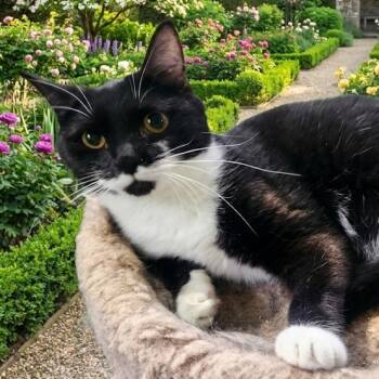 Tuxedo Cats Available for Adoption in Maple Shade, New Jersey - Heaven | PetCurious
