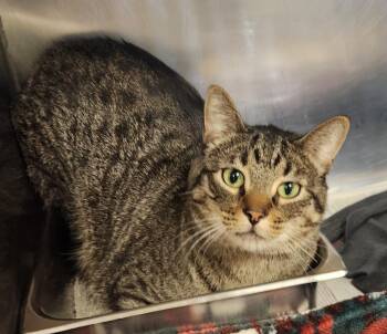 Domestic Short Hair Cats Available for Adoption in Clayton, New Jersey - Milo | PetCurious