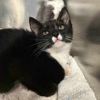 Dolly Purrton -  Domestic Short Hair Cat for Adoption in Martinsville, Virginia - Dolly Purrton | PetCurious