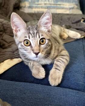 Salsa Verde -  Domestic Short Hair Cat for Adoption in Mission Viejo, California - Salsa Verde | PetCurious