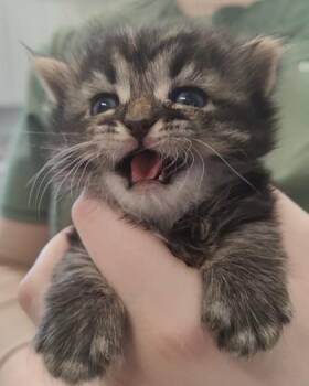 Sylveon -  Domestic Short Hair Cat for Adoption in Lafayette, Indiana - Sylveon | PetCurious