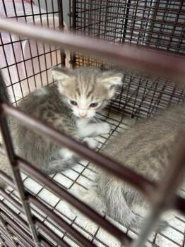 A656657 -  Domestic Short Hair Cat Available for Adoption in Houston, Texas - A656657 | PetCurious