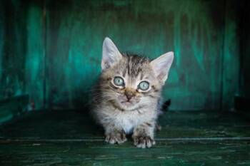 Domestic Short Hair Cats Available for Adoption in San Antonio, Texas - Leo | PetCurious